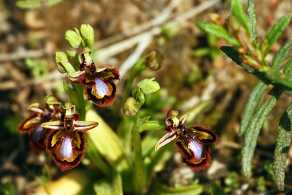 Ophrys speculum Mirror Orchid Son Real Majorca